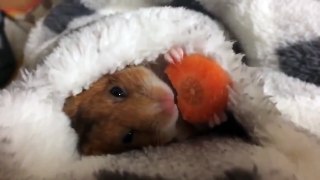 Cutest Hamster