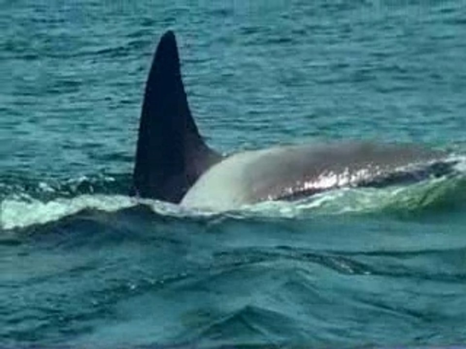 Attaque D'orque Contre Requin