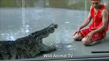 Accident Terror In The Circus Animal Crocodile 2016
