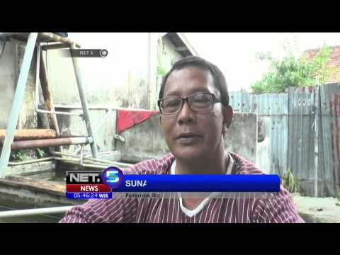 Kesuksesan Seorang Disabilitas Budidaya Ikan Cupang - NET5