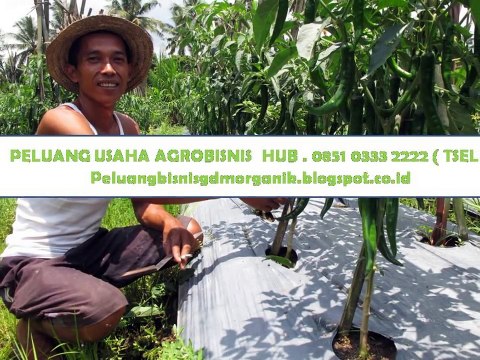 HUB.0851 0333 2222 ( TSEL ) Bisnis Modal dibawah 5 Jt