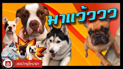 เชอบัว ยูโร มายา ตอนที่ 116   มาแว้ววว