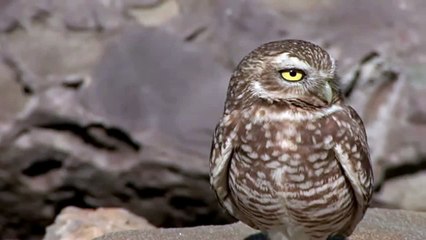 Burrowing Owl (Athene cunicularia)