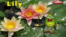 Lily Rhyme | 3D Nursery Rhymes With Lyrics For Kids | Flower Rhymes | 3D Rhymes Animation