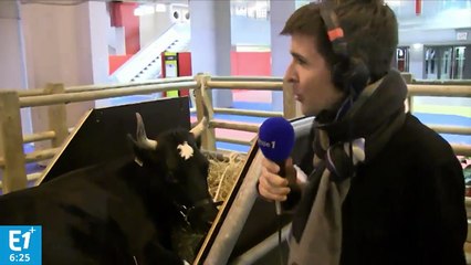 Salon de l'agriculture : faites connaissance avec Fine et son éleveur, Cédric Briand