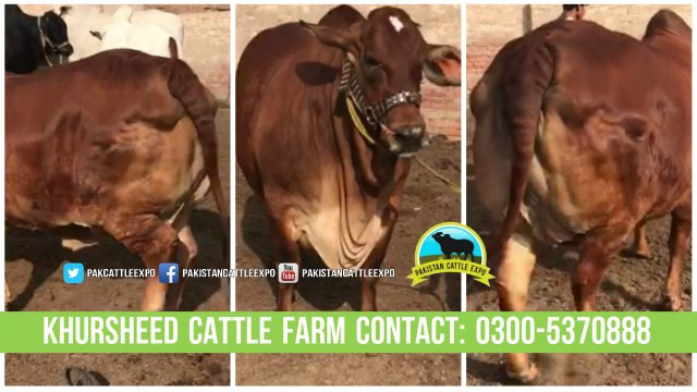 317 || Cow Qurbani for Eiduladha || Bakra eid in Karachi, Pakistan || Bakra Mandi