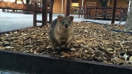 59 Seconds The Quokka Selfie