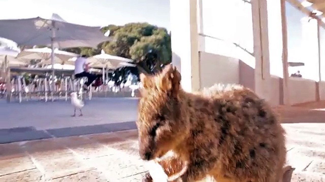 Cute Quokka Sunbathing on Rottnest Island