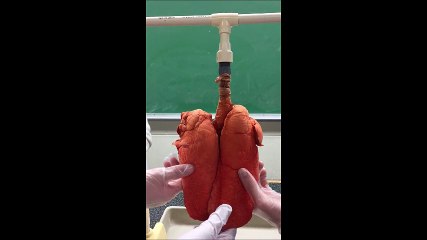 Before and After Smoking Lungs
