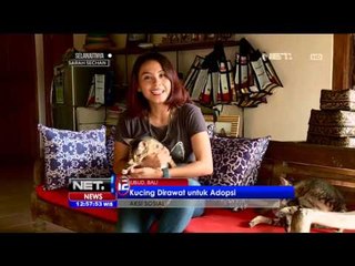 Скачать видео: Villa Kitty, Surga Pecinta Kucing di Ubud, Bali - NET12