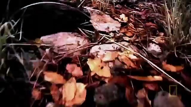 Самые опасные животные Амазония National Geographic