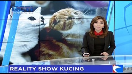 Ini Reality Show Kucing yang Tengah Populer di Medsos