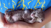 Mira a este gatito cuando se acuesta a dormir en los brazos de mamá... No puedo con tanta ternura... ¡OMG!