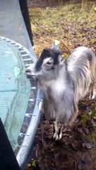 Cette chèvre ne veut pas prêter son trampoline !