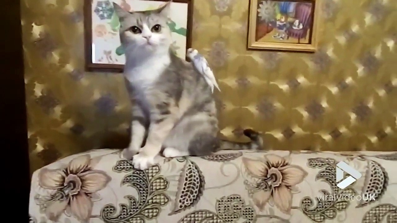 Ce perroquet utilise un chat comme cheval... Aller au galop