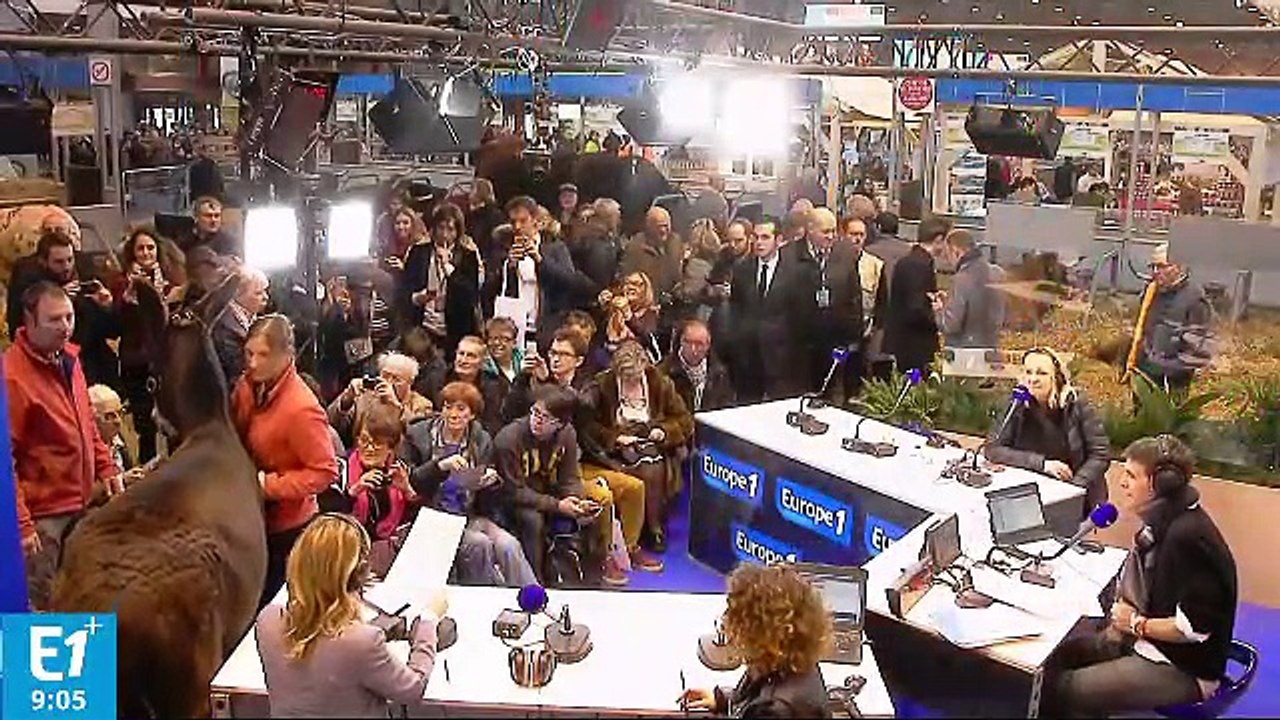 Salon de l'agriculture : le Trophée National de l'Âne