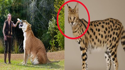 Var Olduğuna İnanamayacağınız Hayvan Türleri