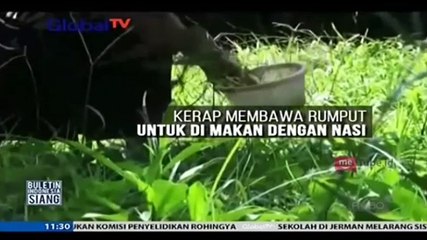 Nenek Makan Rumput untuk Bertahan Hidup