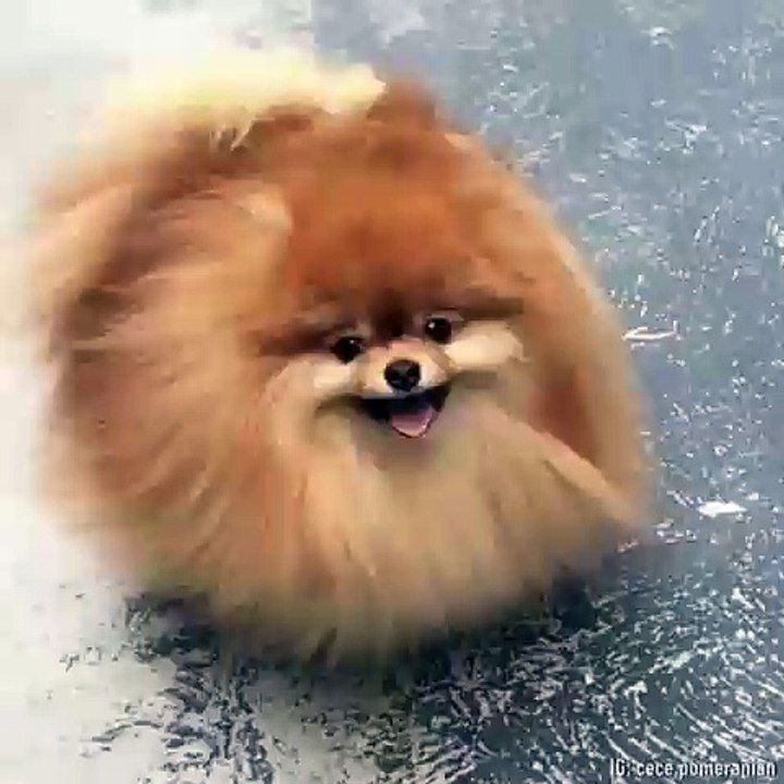 Beautiful dog must watch