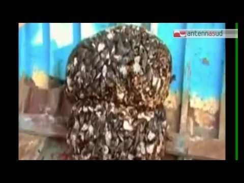 TGSRV 02MAR SEQUESTRO COZZE