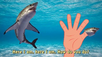 Talking Pocoyo Attacked by Shark! Finger Family Nursery Rhyme Kids Songs Collection - Poco