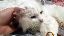 (1) Une association sauve un chat sauvage sourd et aveugle… qui devient vite un amour de félin !