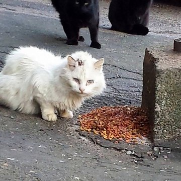(2) Une association sauve un chat sauvage sourd et aveugle… qui devient vite un amour de félin !