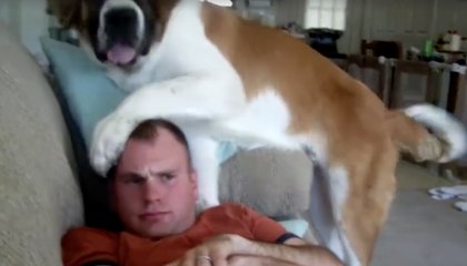 Perros que se creen cachorros