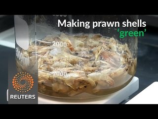 Egyptian researchers turn prawns into plastic