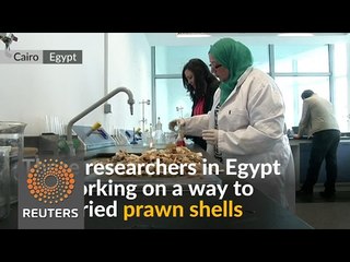 Egyptian researchers turn prawns into plastic