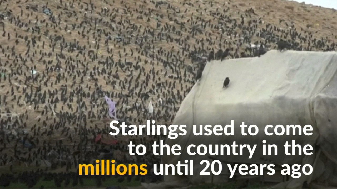 Starlings dance around southern Israel skies