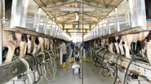 Başka Bir Hayat İstediği İçin Doktorluğu Bırakıp Süt Çiftliği Kurdu