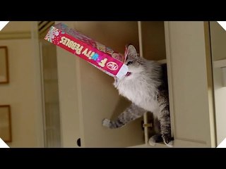 "Mon chat est alcoolique..."