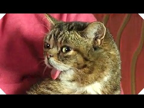 Les Chats de MA VIE DE CHATS sont des STARS de l'Internet !