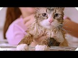 MA VIE DE CHAT : Tous les Extraits du Film ! (Kevin Spacey - Comédie, 2016)