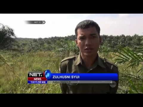 Gajah Liar Masuk Desa di Kawasan Riau - NET12