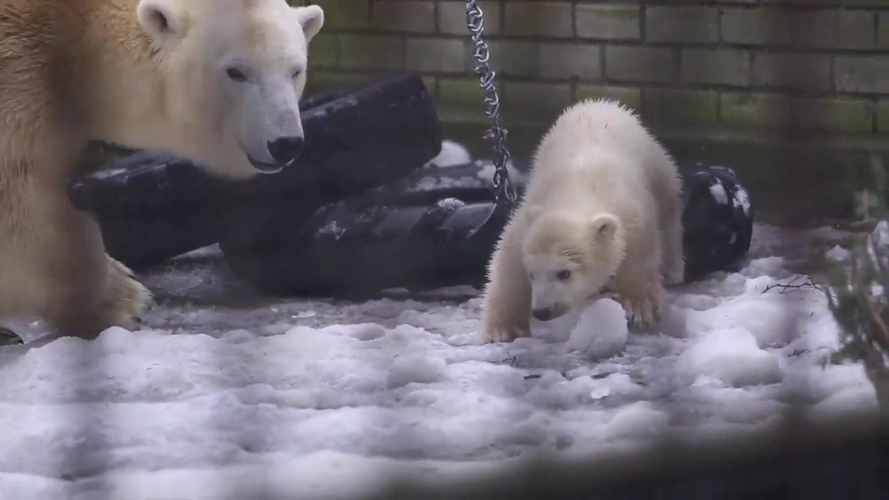 タリン動物園のノラの屋外初登場 (Mar.13  2014)  (HD version)