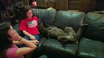 Un poulain se fait caresser sur un canapé