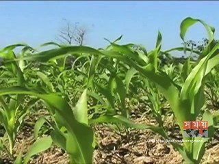 খাগড়াছড়িতে ইতিবাচক হারে কমছে তামাকের চাষ