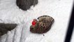 Une adorable panthère des neiges joue avec une balle