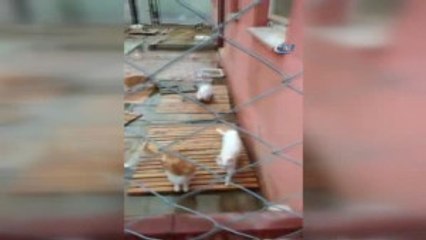 Barınaktaki Kediler Sular Altında Kaldı