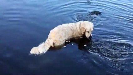 Ce chien reste immobile dans l'eau pendant un moment, mais il a une bonne raison