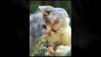 No one wanted this "ugly" cat until a rescuer came along