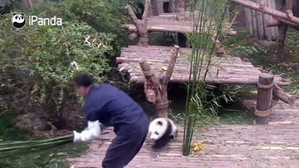 Quand un panda pot de colle empêche un soigneur de travailler
