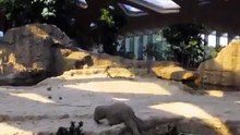 Cet éléphanteau est coincé dans un trou et n’arrive pas à en sortir. Regardez qui lui vient en aide !