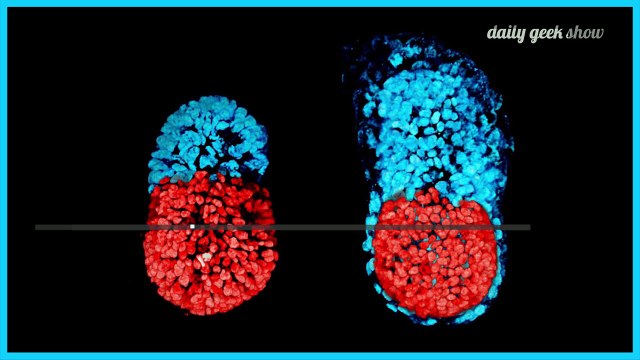 Une première mondiale : des chercheurs ont fait grandir un embryon à partir de cellules souches