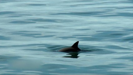 Saving the almost extinct vaquita porpoise