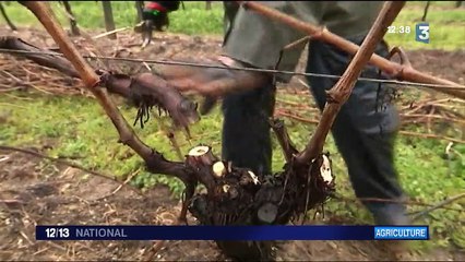 Agriculture : rencontre avec un couple d'éleveurs bovins en faillite