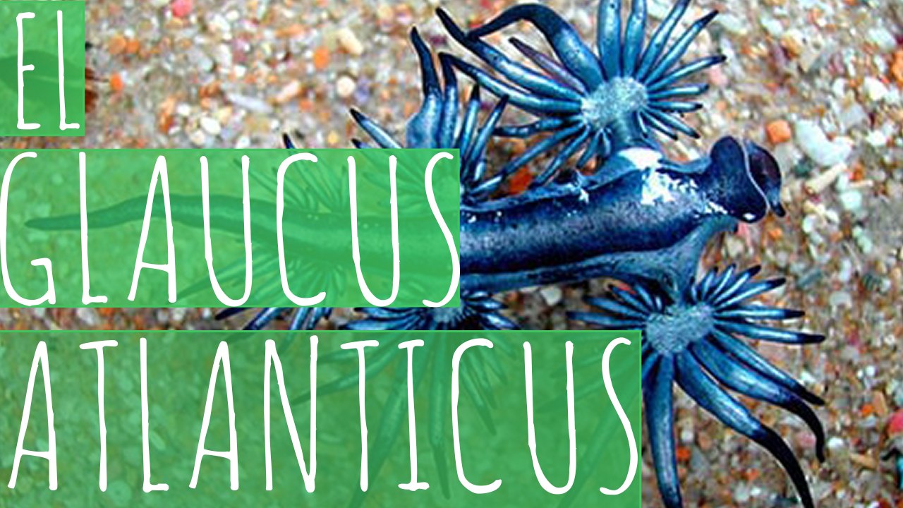 GLAUCUS ATLANTICUS