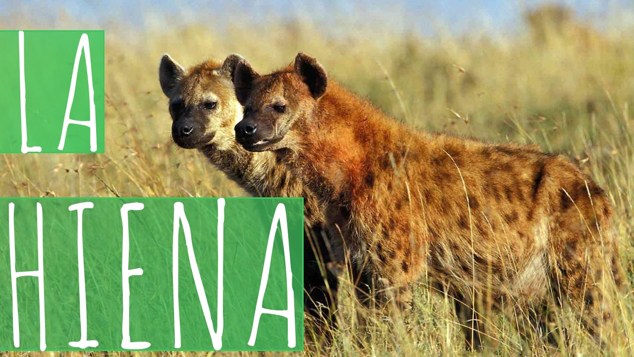 HIENA